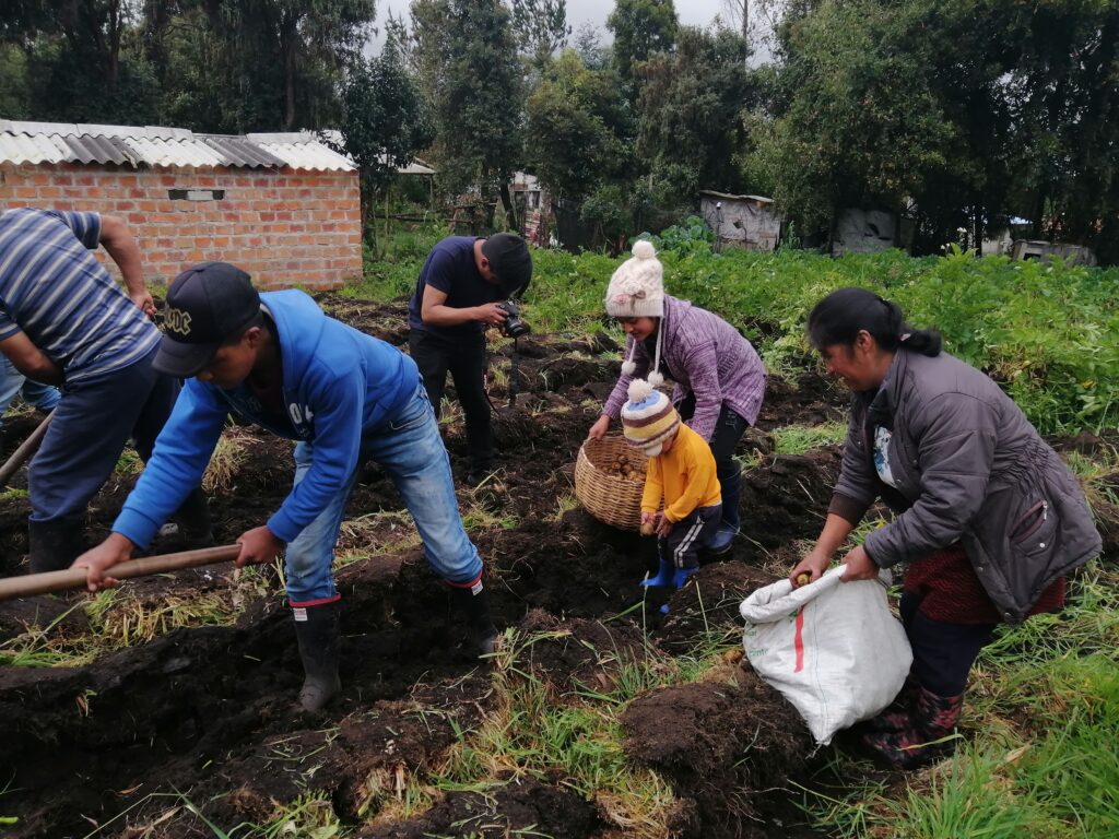 ritual cosecha nariño emisora auténtica somos enlace